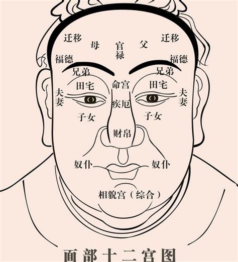 面相學臉型|面相:淵源發展,面相與自然,由來及興起,基礎理論,相學。